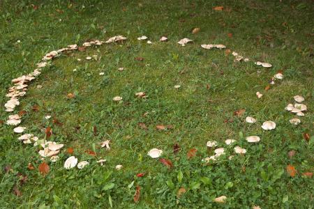 Hongos que crecen en círculo en el césped.