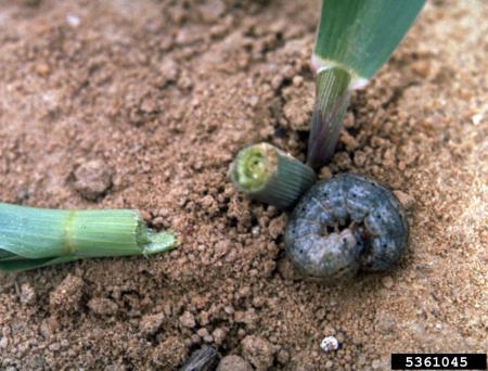 Larva de gusano cortador junto a un tallo de hierba cortada