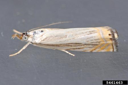 Polilla tejedora del césped