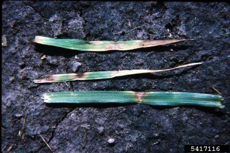 Leaf spot symptoms on leaf blades