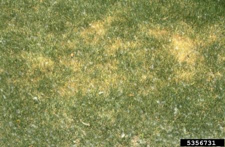 Turf showing signs of infection with Drechslera leaf spot