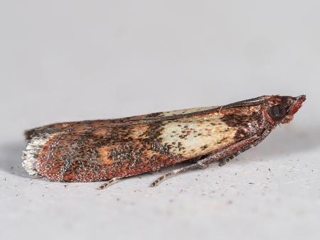 Adult meal moth