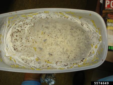 Webbing in a container, with larvae and adult moths