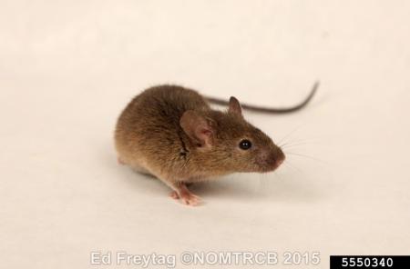 Ratón doméstico sobre fondo blanco