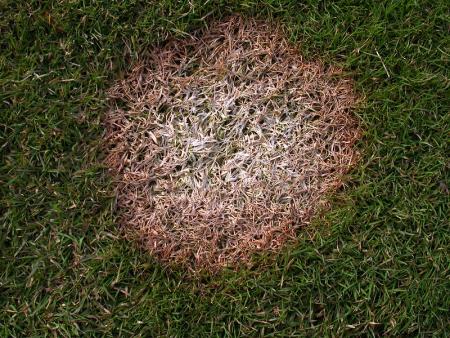 Microdochium patch on lawn
