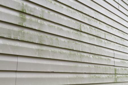 Algae growing on vinyl siding