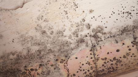Mold hyphae with blotched pattern