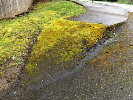 Moss growing on sidewalk is a slipping hazard