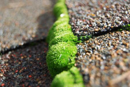 Moss growing in asphalt shingle seam