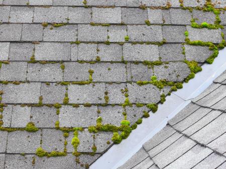 Moss growing on seams of asphalt shingle roof
