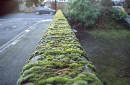 Moss growing on wall