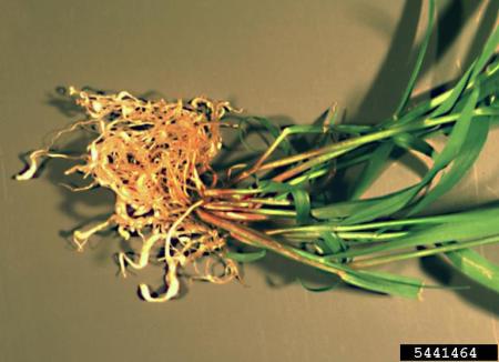 Small galls on roots of grass