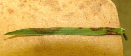 Microdochium patch on lawn