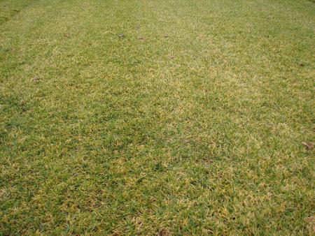 Microdochium patch on lawn
