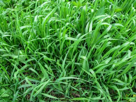 Quackgrass stand