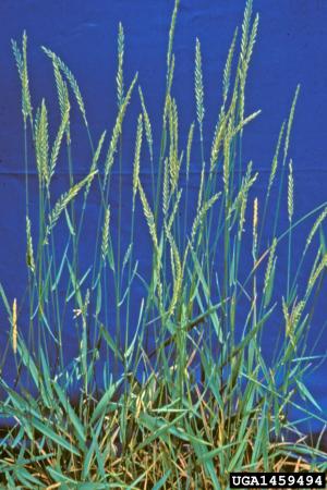Quackgrass with many flower stems