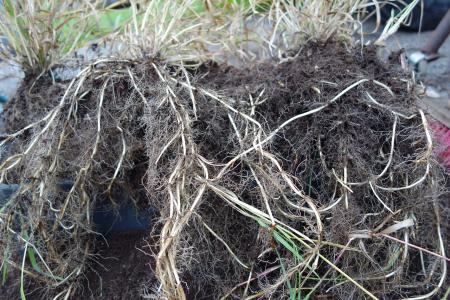 Mass of quackrass roots removed from soil