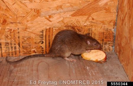 Rat in building with apple slice