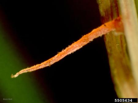 Closeup of red fungal structure