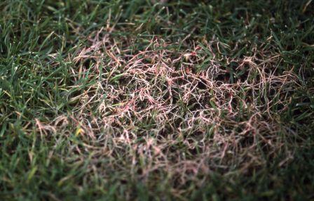 Red thread in lawn