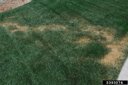 Necrotic ringspot in Kentucky bluegrass lawn