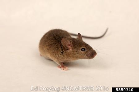 Mouse example