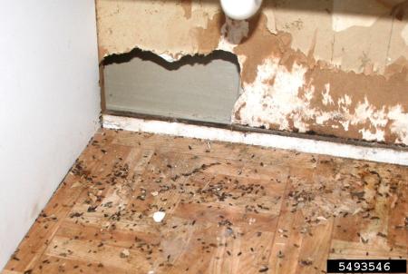Mice damaged a wall and left many fecal pellets on floor