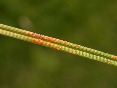 Rust on grass leaf blade
