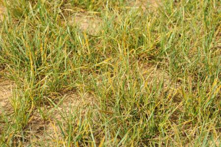 Rust on lawn