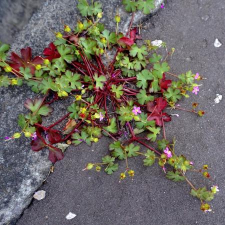 Shiny geranium with red stems