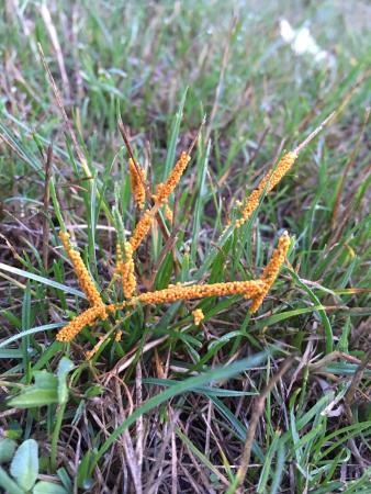Orange slime mold on grass