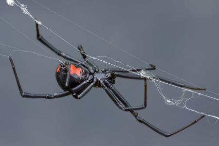 Black widow spider