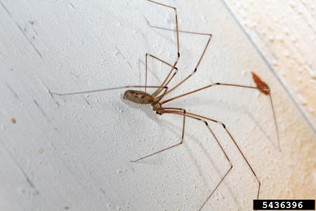 Cellar spider