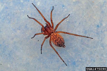 Hobo spider