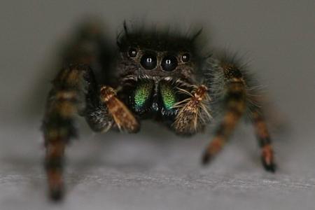 Jumping spider