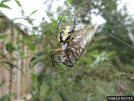 Orb-weaver spider in web outdoors