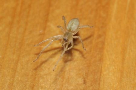 Yellow sac spider