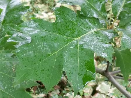 Sticky honeydew on leaves