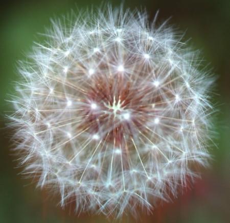 dandelion seed head