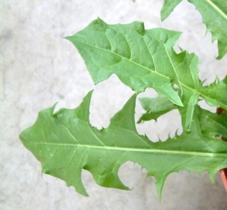 Dandelion leaves