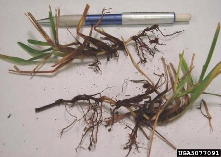 Take-all patch symptoms on grass stems and leaves