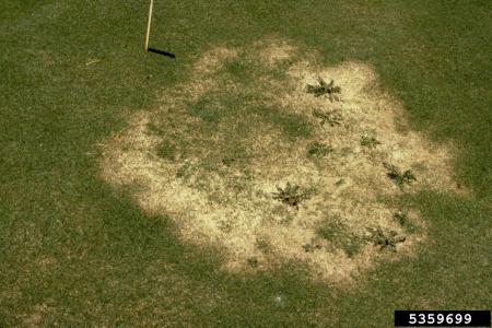 Large take-all patch on lawn