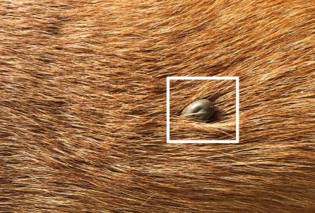 White box highlighting a tick on a dog