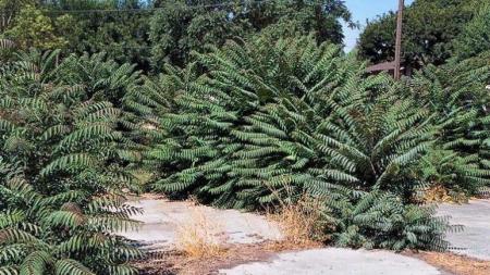 Many tree-of-heaven stems growing in abandoned building foundation
