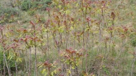 Many tree-of-heaven stems in grassy area