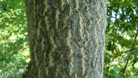 Textured bark of mature tree-of-heaven tree