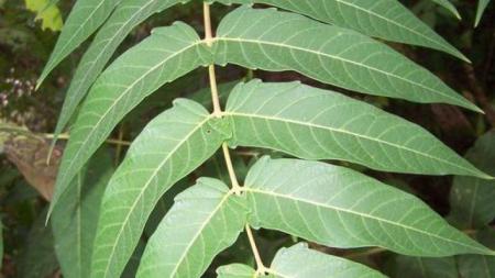 Large tree-of-heaven leaf with leaflets