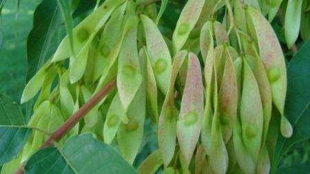 Tree-of-heaven fruits hanging on branch