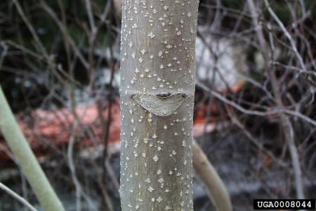 Tree-of-heaven bark