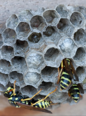 paper wasp nest